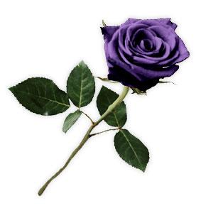 ph_rose_purple_b.jpg